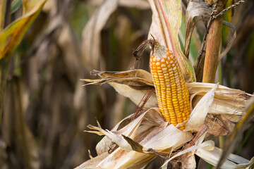 Close-up of ripe corn on the stalk with dried husks, surrounded by a field of corn plants under natural sunlight