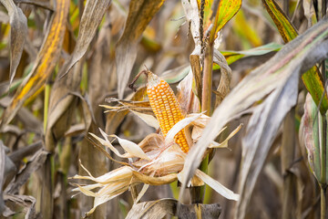Close-up of ripe corn on the stalk with dried husks, surrounded by a field of corn plants under natural sunlight