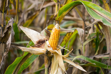 Close-up of ripe corn on the stalk with dried husks, surrounded by a field of corn plants under natural sunlight