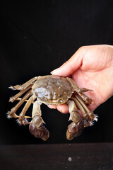 Fresh Yangcheng Lake Hairy Crab Closeup - Delicious Seafood Ingredient in Hand