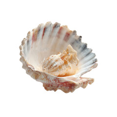 Seashell Nest A Delicate Composition of Ocean Treasures