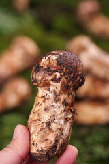 Fresh Agaricus Blazei Mushroom Hand Held Wild Harvest Yunnan Province China Grassy Meadows Natural Organic Food