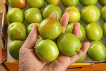 Fresh Xinjiang Green-Skinned Pears Held in Hands at Local Fruit Market