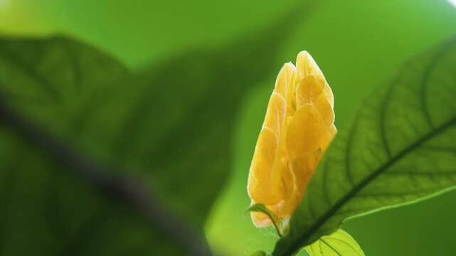 Close up footage of a vibrant golden yellow Lollipop Plant Pachystachys lutea, also known as Golden Shrimp Plant, captured within the lush environment of a botanical garden in Hawaii. The plant's dist