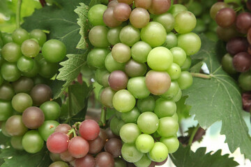 Ripening Grapes on Grapevine in Xinjiang Vineyard During Harvest Season