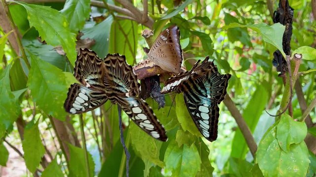 Australian Blue Triangle Butterfly in the Batterfly garden