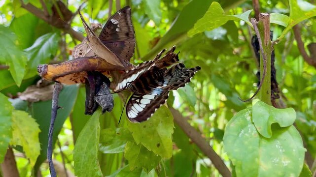 Australian Blue Triangle Butterfly in the Batterfly garden