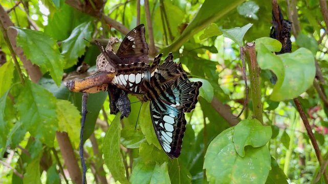 Australian Blue Triangle Butterfly in the Batterfly garden