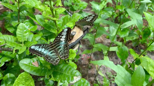 Australian Blue Triangle Butterfly in the Batterfly garden