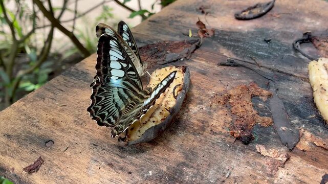 Australian Blue Triangle Butterfly in the Batterfly garden