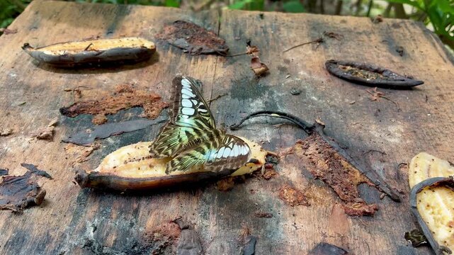 Australian Blue Triangle Butterfly in the Batterfly garden