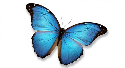 Fototapeta premium 鮮やか青色蝶 美しい羽根 優雅に舞う 白背景 (Azayaka aoiro cho utsukushii hane yuugani mau shiro haikei) This translates roughly to: Vivid blue butterfly beautiful wings gracefully dancing white background. AI Generated