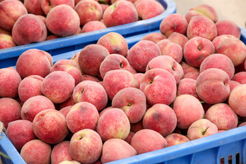 Fresh Red-Fleshed Peaches Stacked in Market Crates - Organic Fruit Display