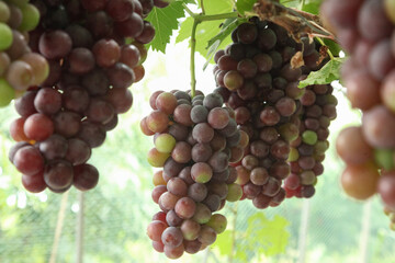Ripe Purple Grapes Hanging on Vineyard Vine in Xinjiang China Ready for Harvest Season