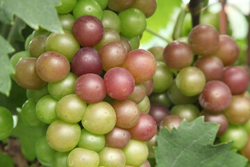 Ripening Grape Clusters on Vineyard Vines in Xinjiang China During Harvest Season