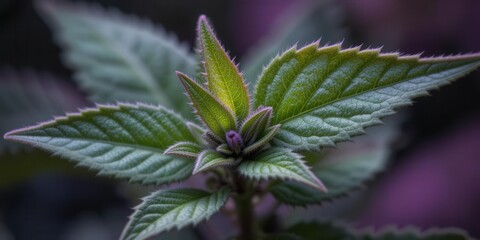 Macro Salvia Leaf Detail, Close Up Sage Texture, Intense Background, Aromatic Herb Exploration