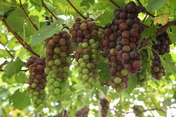 Fresh Purple and Green Grapes Hanging in Xinjiang Vineyard During Harvest Season