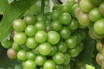 Fresh Green Grapes Growing on Vine in Xinjiang Vineyard Ready for Harvest