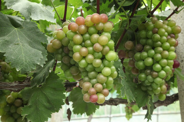 Fresh Grapes Ripening on Grapevines in Xinjiang Vineyard During Harvest Season