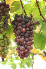 Purple Grapes Hanging on Vine in Xinjiang Vineyard Ready for Sweet Harvest
