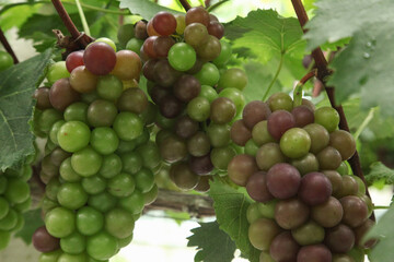 Colorful Grapes Ripening on Vine in Xinjiang Vineyard - Purple and Green Fruit Clusters Ready for Harvest