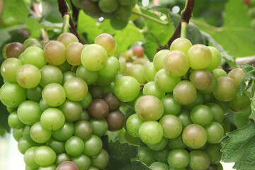 Fresh Green Grapes Ripening on Vineyard Vines in Xinjiang During Harvest Season