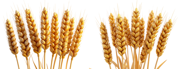 Set Golden Wheat Ears Isolated on White Background PNG