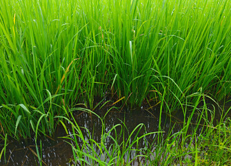Lush Green Rice Plants Growing in Fertile Wetland Environment