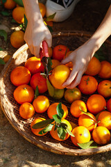Fresh Orange Harvest - Hands Picking Ripe Citrus Fruit from Wicker Basket