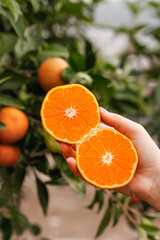 Fresh Alpine Tangerine Halves in Hand - Autumn Citrus Fruit Harvest from Yichang Chungquan Orchard