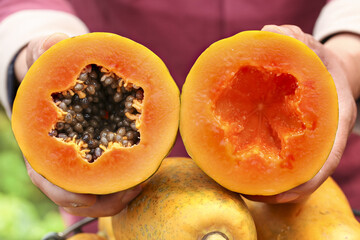 Fresh Yunnan Papaya Cut in Half Showing Orange Flesh and Seeds in Hands