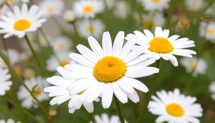 Close-up of white daisies (2)
