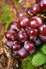 Fresh Red Purple Grapes on Vine in Vineyard Close-up