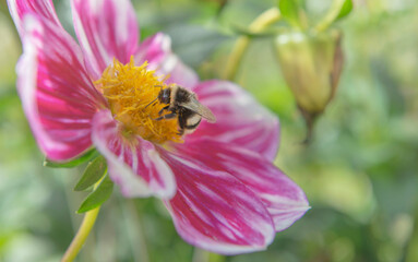 close up on bumblebee foraging the yellow heart of a dahlia flower with pink petals