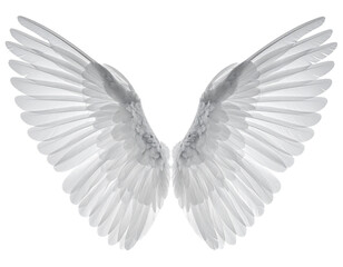 Fototapeta premium a high quality stock photograph of a single angel wings isolated on a white backgroun 