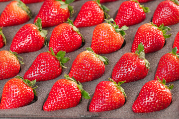 Fresh Red Strawberries Arranged in Rows on Dark Background - Premium Quality Fruit Display