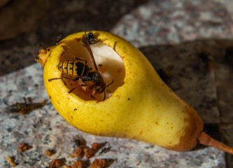 Wasp eating a ripe pear