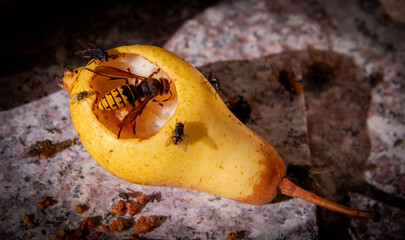 Wasp eating a ripe pear