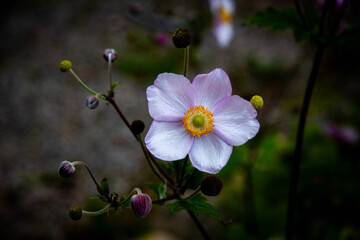 Japanese Anemone flowers (Anemone hupehensis)