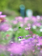 愛知県一宮市にある138タワーパークでは、秋になるとカラフルなコスモで彩られます