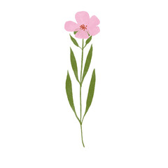 pink orchid isolated on white