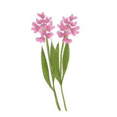 Obraz premium pink flower isolated on white