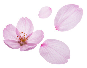 Fototapeta premium elegant cherry blossom petals isolated on a transparent background for design layouts