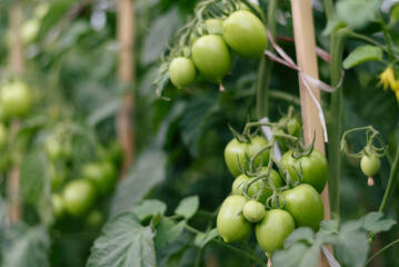 Green Tomatoes Growing on Healthy Vines in a Fertile Garden