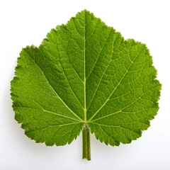 Fototapeta premium Close-up green leaf