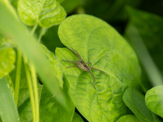 Fototapeta premium 野原の葉に乗る蜘蛛