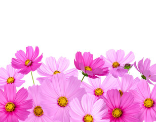 PNG Vibrant pink cosmos flowers arrangement