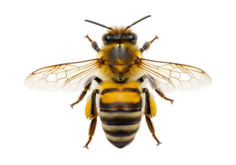 A detailed close-up view of a honeybee, showcasing its intricate striped body and delicate translucent wings against a pure black background.