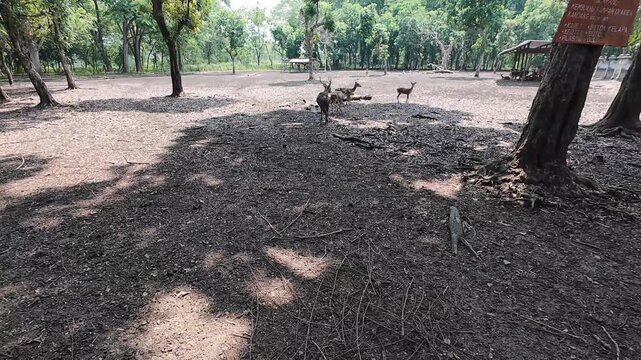 Deer in a mammal breeding enclosure at a city park in Ngawi, Indonesia