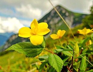 Yellow Flower in Mountain Meadow